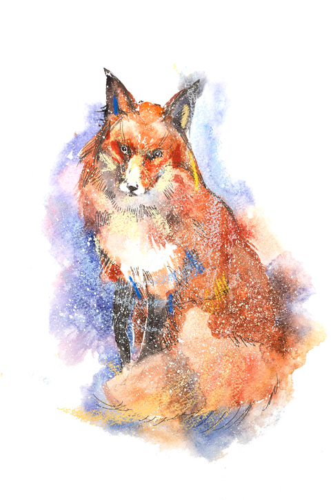 Island Red Fox